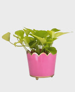 Candy Pink Scalloped Planter