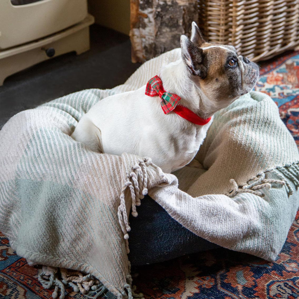 Botanical Pet Tartan Bow Tie