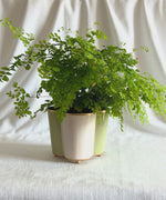 Small Scallop Planter - Pale Green and Pink