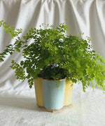 Small Scallop Planter - Pale Yellow and Blue