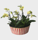 Red and White striped Large Planter
